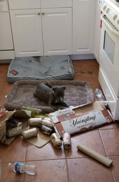 Очаровательные собаки, которые нам нравятся за то, что они не наши (16 фото) Очаровательные собаки, которые нам нравятся за то, что они не наши (16 фото)