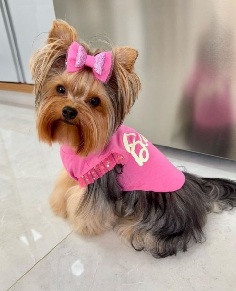 Гламурные модные йорки (30 фото) Гламурные модные йорки (30 фото)