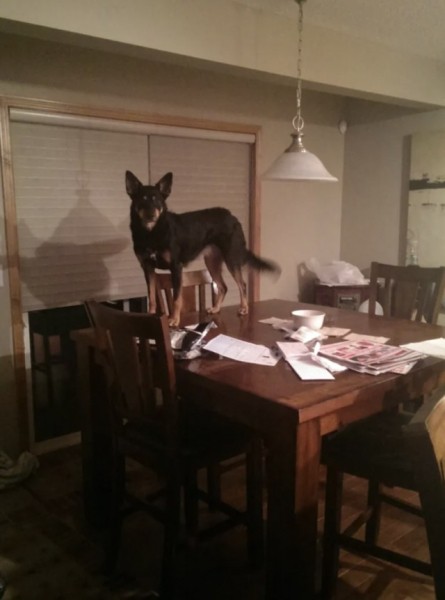 Очаровательные собаки, которые нам нравятся за то, что они не наши (16 фото) Очаровательные собаки, которые нам нравятся за то, что они не наши (16 фото)