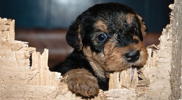 Эрдельтерьер: фото собаки, содержание и уход, характеристики