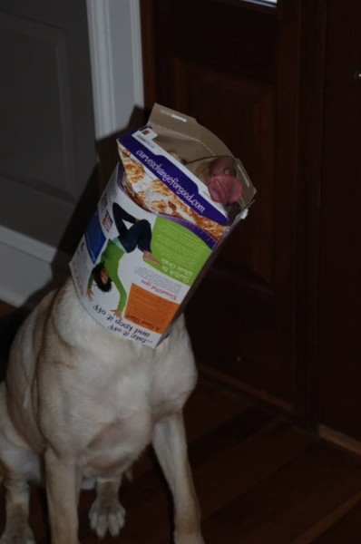 Очаровательные собаки, которые нам нравятся за то, что они не наши (16 фото) Очаровательные собаки, которые нам нравятся за то, что они не наши (16 фото)