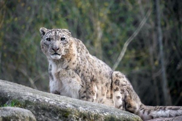 5 животных, бросающих вызов вершинам мира 5 животных, бросающих вызов вершинам мира