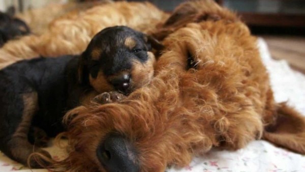 Эрдельтерьер: фото собаки, содержание и уход, характеристики Эрдельтерьер: фото собаки, содержание и уход, характеристики