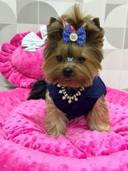 Гламурные модные йорки (30 фото) Гламурные модные йорки (30 фото)