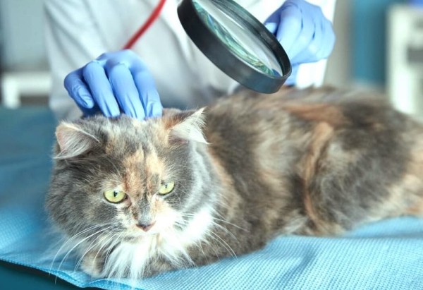 Болеют ли кошки коронавирусом Болеют ли кошки коронавирусом