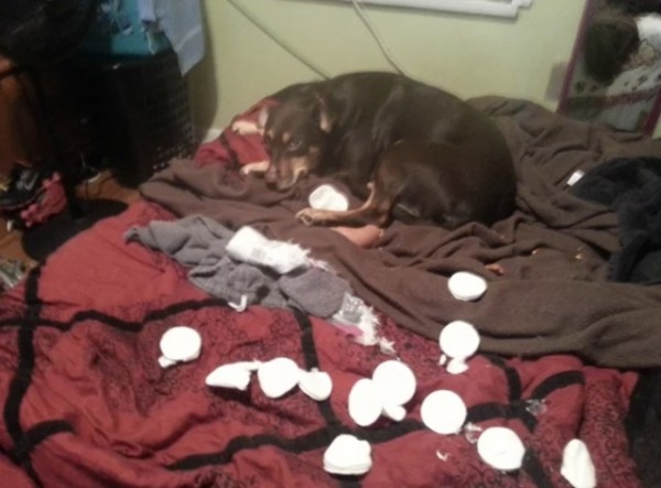 Очаровательные собаки, которые нам нравятся за то, что они не наши (16 фото) Очаровательные собаки, которые нам нравятся за то, что они не наши (16 фото)