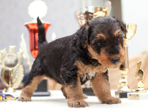 Эрдельтерьер: фото собаки, содержание и уход, характеристики