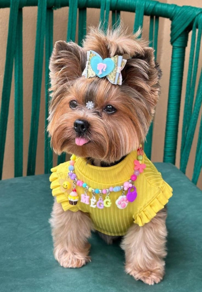 Гламурные модные йорки (30 фото) Гламурные модные йорки (30 фото)