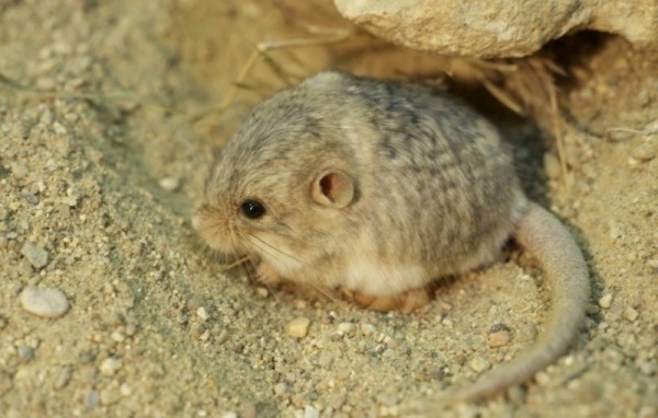 8 причин, зачем животным нужен хвост