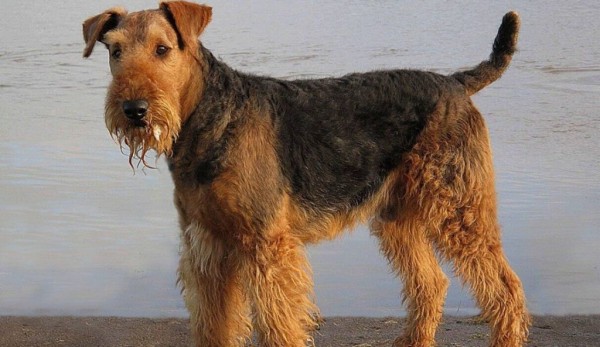 Эрдельтерьер: фото собаки, содержание и уход, характеристики