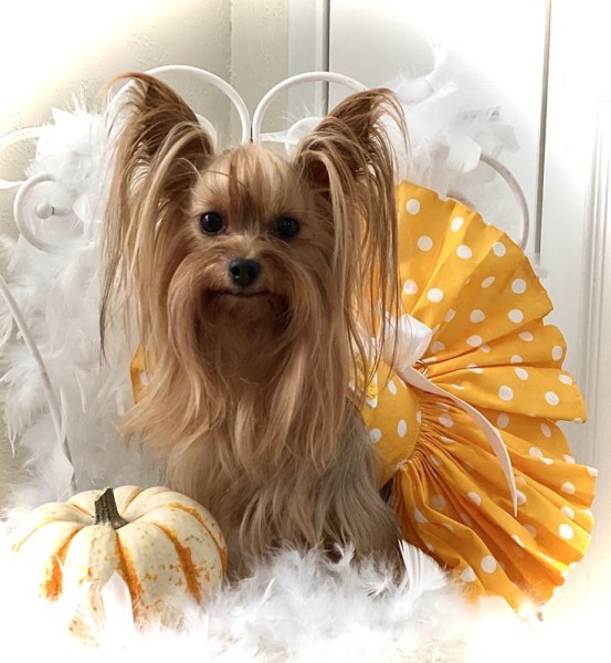 Гламурные модные йорки (30 фото) Гламурные модные йорки (30 фото)