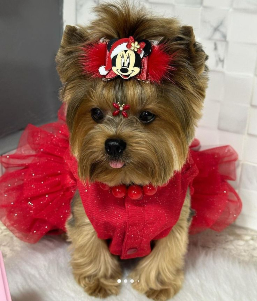 Гламурные модные йорки (30 фото) Гламурные модные йорки (30 фото)