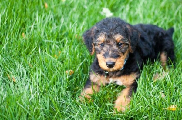 Эрдельтерьер: фото собаки, содержание и уход, характеристики