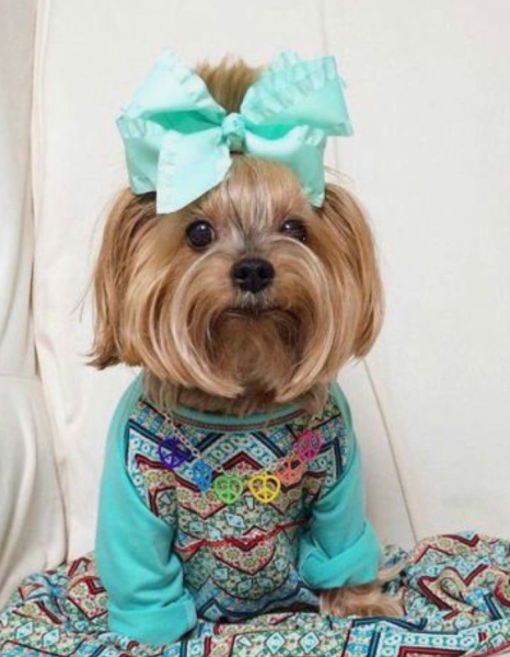 Гламурные модные йорки (30 фото) Гламурные модные йорки (30 фото)