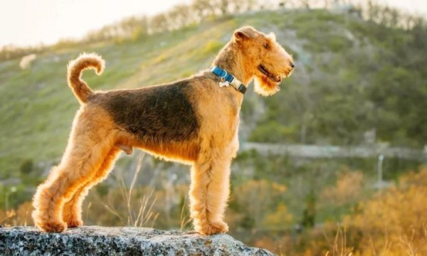 Эрдельтерьер: фото собаки, содержание и уход, характеристики Эрдельтерьер: фото собаки, содержание и уход, характеристики