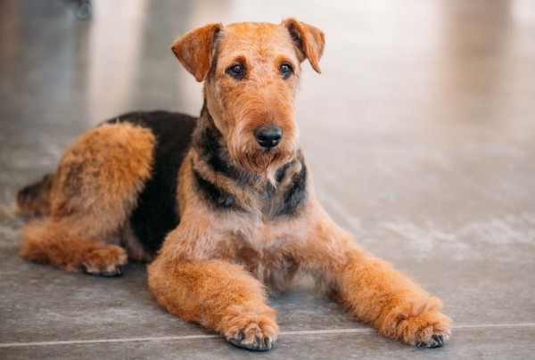 Эрдельтерьер: фото собаки, содержание и уход, характеристики