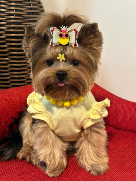 Гламурные модные йорки (30 фото) Гламурные модные йорки (30 фото)