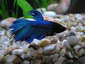 Аквариумная рыба петушок: особенности содержания, фото рыбок Аквариумная рыба петушок: особенности содержания, фото рыбок
