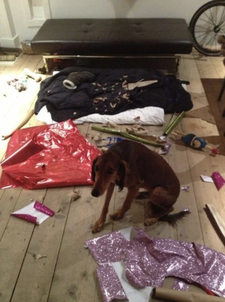 Очаровательные собаки, которые нам нравятся за то, что они не наши (16 фото) Очаровательные собаки, которые нам нравятся за то, что они не наши (16 фото)