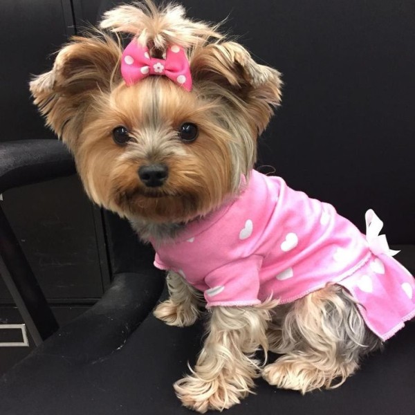 Гламурные модные йорки (30 фото) Гламурные модные йорки (30 фото)