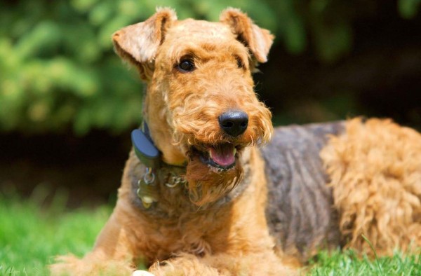 Эрдельтерьер: фото собаки, содержание и уход, характеристики