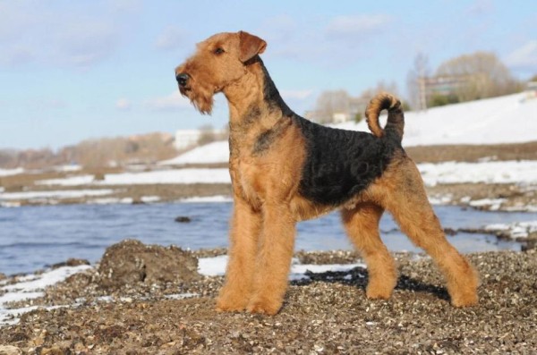 Эрдельтерьер: фото собаки, содержание и уход, характеристики Эрдельтерьер: фото собаки, содержание и уход, характеристики