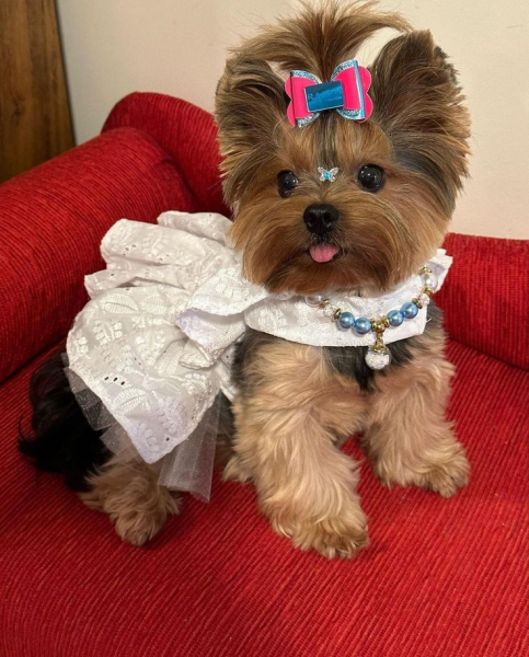 Гламурные модные йорки (30 фото) Гламурные модные йорки (30 фото)