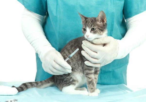 Болеют ли кошки коронавирусом Болеют ли кошки коронавирусом