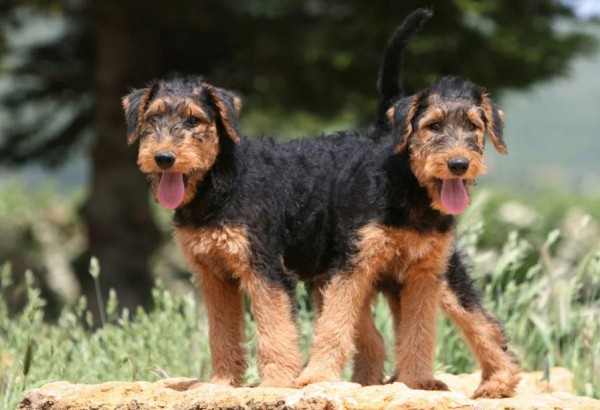 Эрдельтерьер: фото собаки, содержание и уход, характеристики