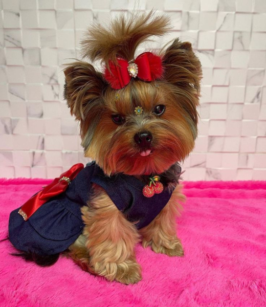 Гламурные модные йорки (30 фото) Гламурные модные йорки (30 фото)