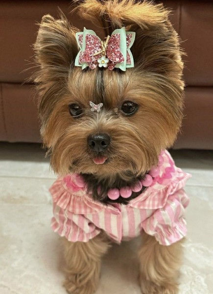 Гламурные модные йорки (30 фото) Гламурные модные йорки (30 фото)