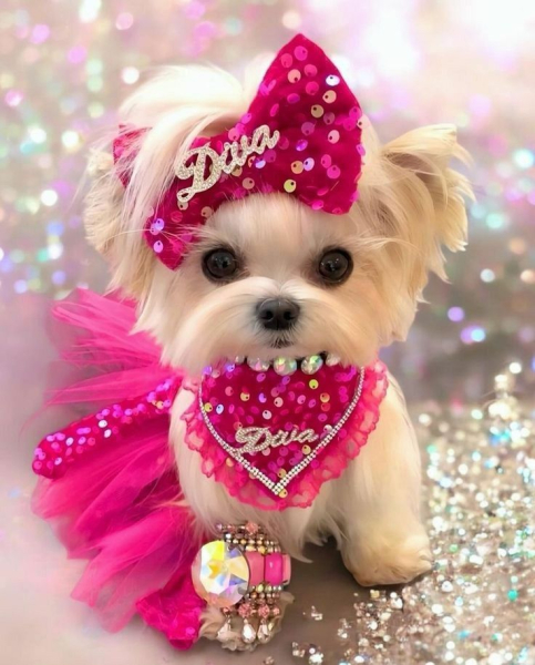 Гламурные модные йорки (30 фото) Гламурные модные йорки (30 фото)