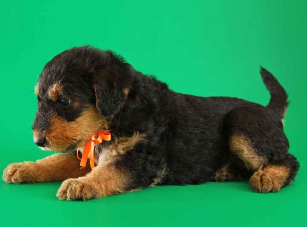 Эрдельтерьер: фото собаки, содержание и уход, характеристики