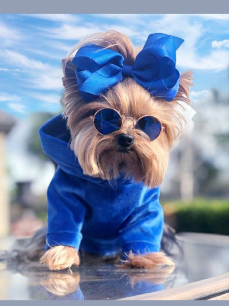 Гламурные модные йорки (30 фото) Гламурные модные йорки (30 фото)