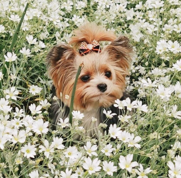 Гламурные модные йорки (30 фото) Гламурные модные йорки (30 фото)