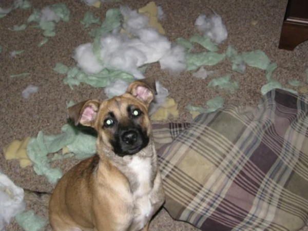 Очаровательные собаки, которые нам нравятся за то, что они не наши (16 фото) Очаровательные собаки, которые нам нравятся за то, что они не наши (16 фото)