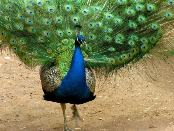 8 причин, зачем животным нужен хвост