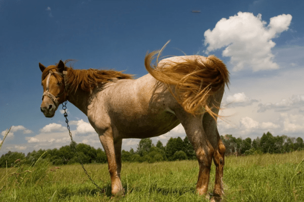 8 причин, зачем животным нужен хвост