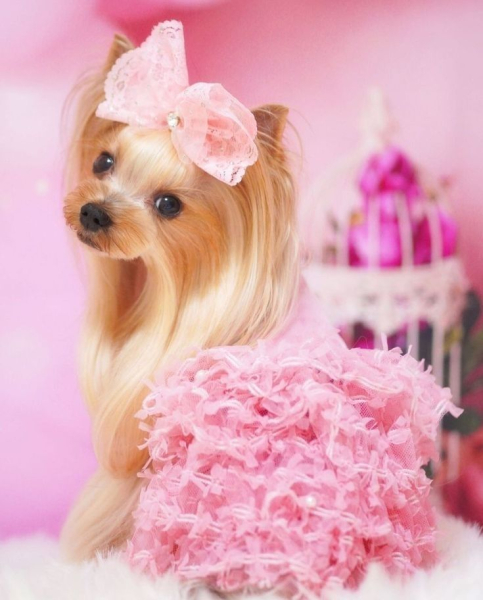 Гламурные модные йорки (30 фото) Гламурные модные йорки (30 фото)