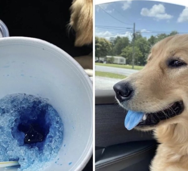 Очаровательные собаки, которые нам нравятся за то, что они не наши (16 фото) Очаровательные собаки, которые нам нравятся за то, что они не наши (16 фото)