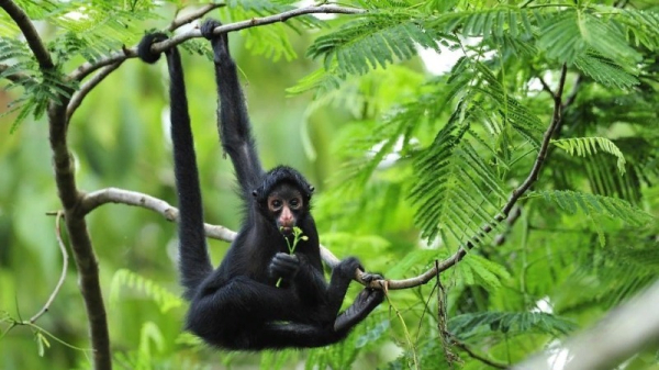 8 причин, зачем животным нужен хвост