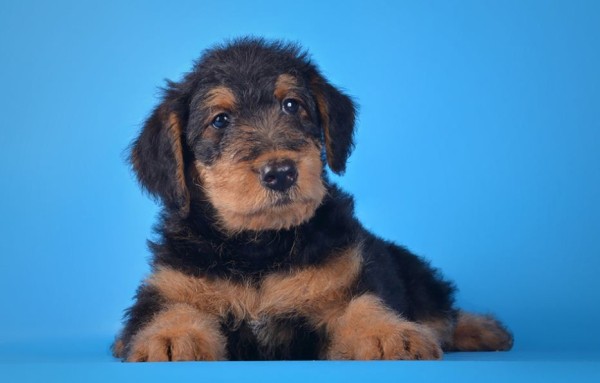 Эрдельтерьер: фото собаки, содержание и уход, характеристики