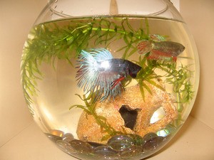 Аквариумная рыба петушок: особенности содержания, фото рыбок Аквариумная рыба петушок: особенности содержания, фото рыбок