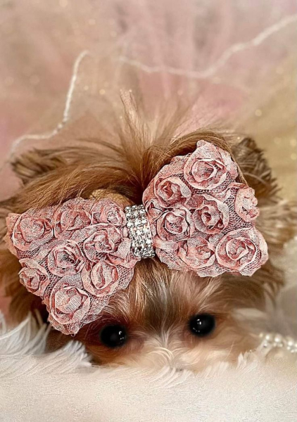 Гламурные модные йорки (30 фото) Гламурные модные йорки (30 фото)