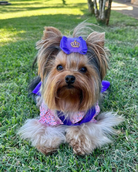 Гламурные модные йорки (30 фото) Гламурные модные йорки (30 фото)