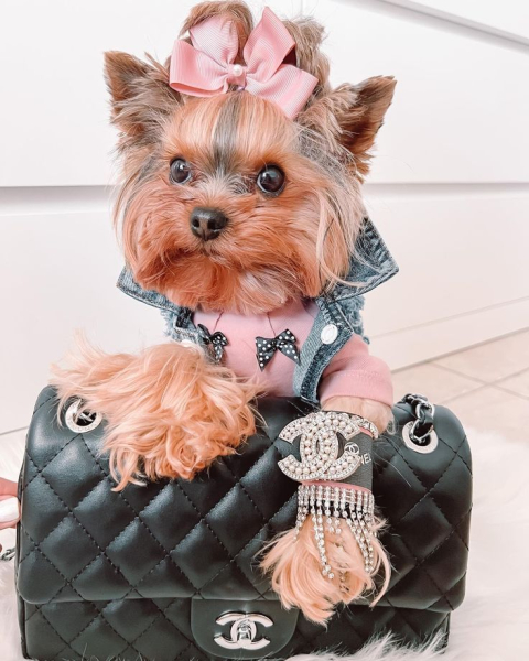 Гламурные модные йорки (30 фото) Гламурные модные йорки (30 фото)