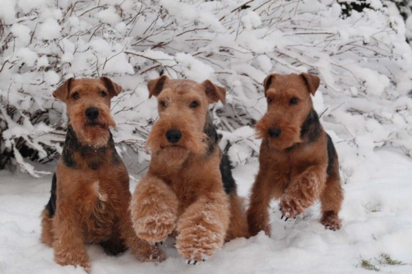 Эрдельтерьер: фото собаки, содержание и уход, характеристики