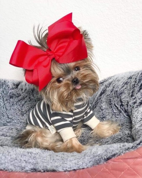 Гламурные модные йорки (30 фото) Гламурные модные йорки (30 фото)