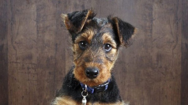 Эрдельтерьер: фото собаки, содержание и уход, характеристики Эрдельтерьер: фото собаки, содержание и уход, характеристики