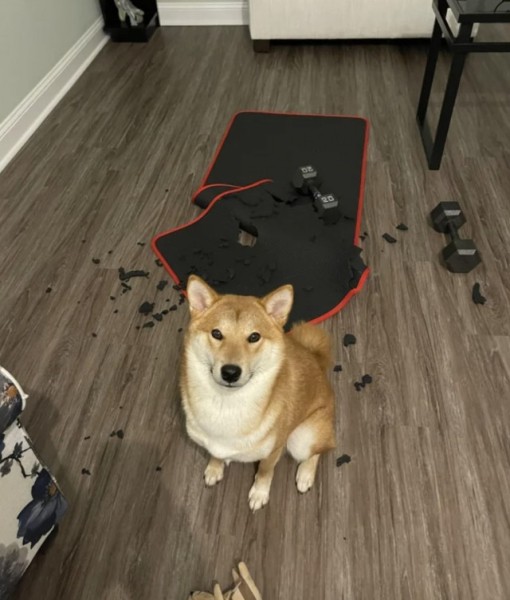 Очаровательные собаки, которые нам нравятся за то, что они не наши (16 фото) Очаровательные собаки, которые нам нравятся за то, что они не наши (16 фото)